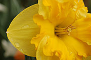 180px-yellow_daffodil_narcissus_closeup_3008px