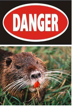 Danger - Swamp Rat